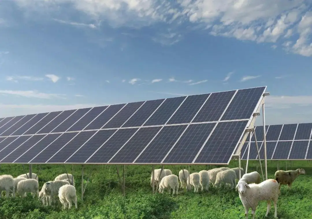 Thousands of sheep have been herded in the solar power station, and a global problem has been overcome by sheep!